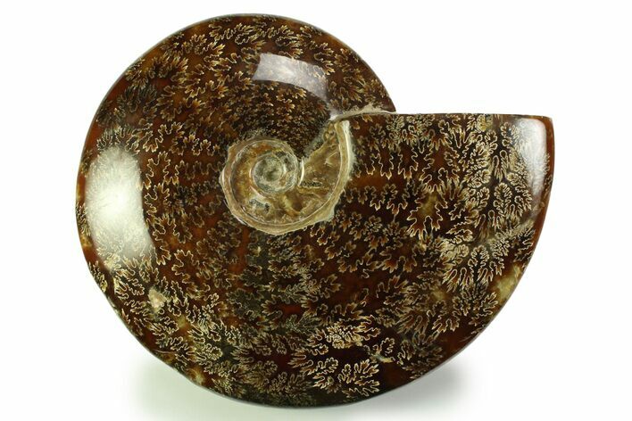 Polished, Agatized Ammonite (Cleoniceras) - Madagascar #328400